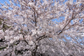 桜 with GR DIGITAL