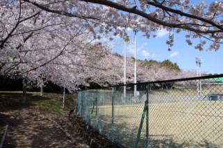 桜 with GR DIGITAL