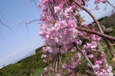GR DIGITAL + ワイコンで桜を撮影